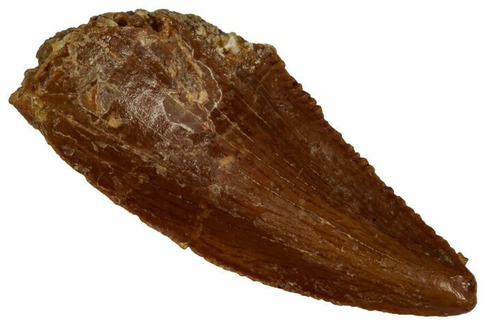 Serrated Raptor Tooth - Real Dinosaur Tooth #297761